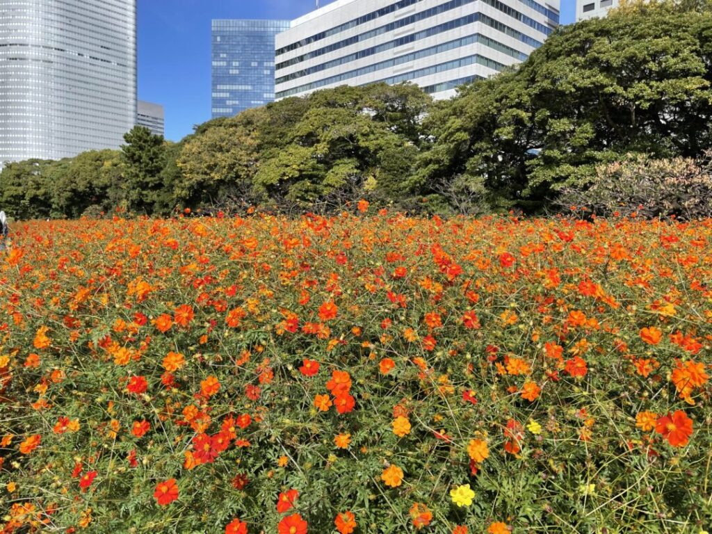 Hamarikyu Garden in Spring