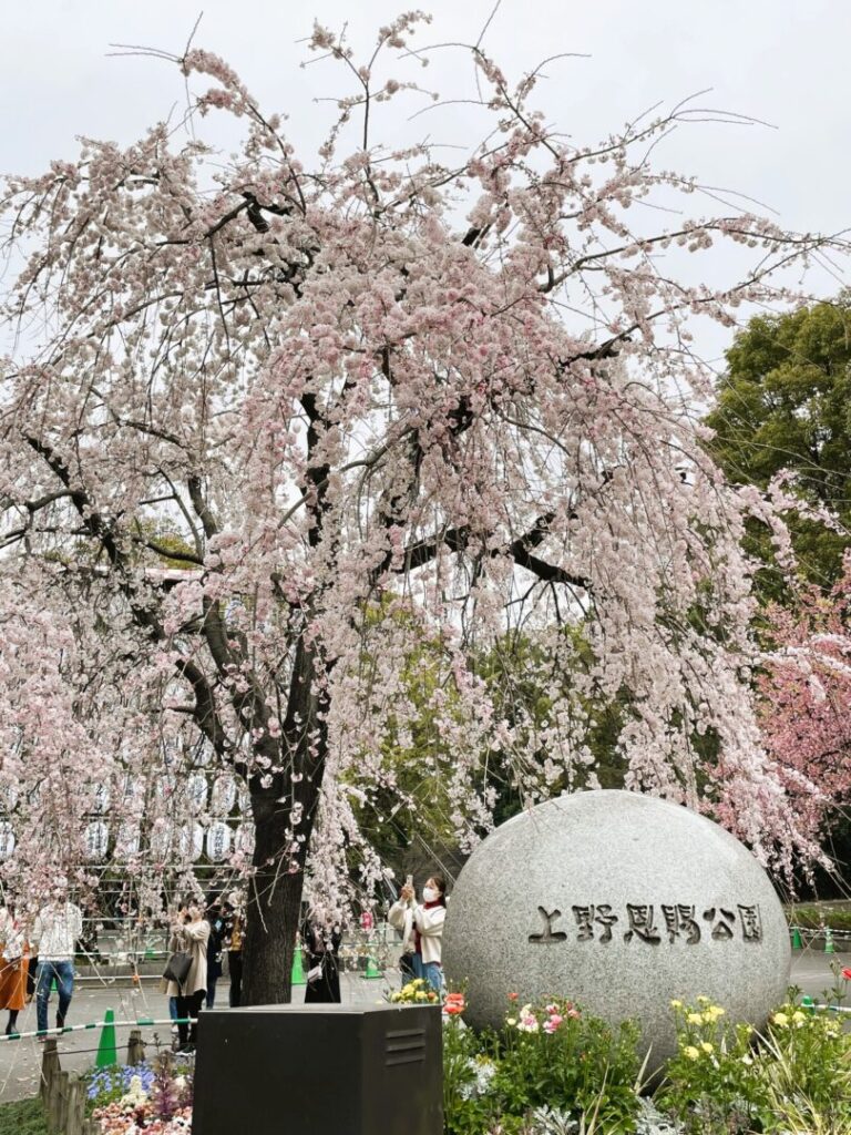 Cherry Blossoms in Ueno Park